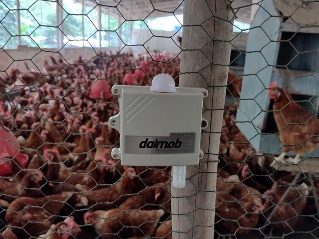 avicultura-precision-daimob